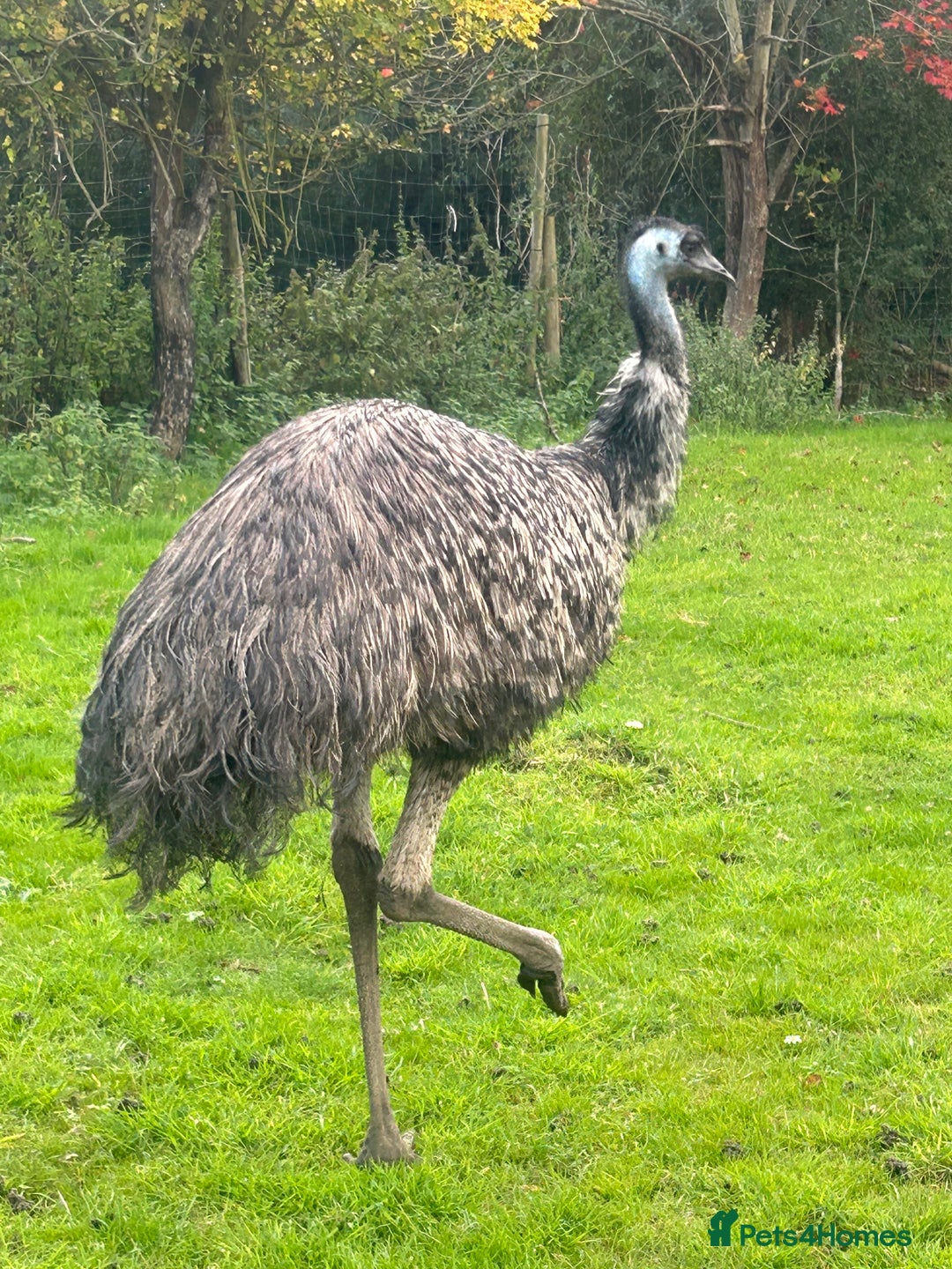 Emus poultry for sale: Trio of Unrelated Emus - Image 5