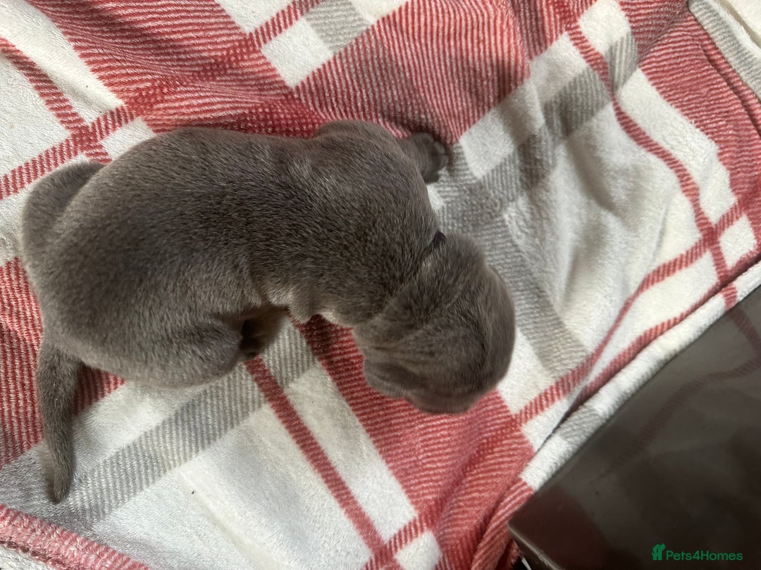 Cane Corso dogs for sale: Proudly presenting - Image 10