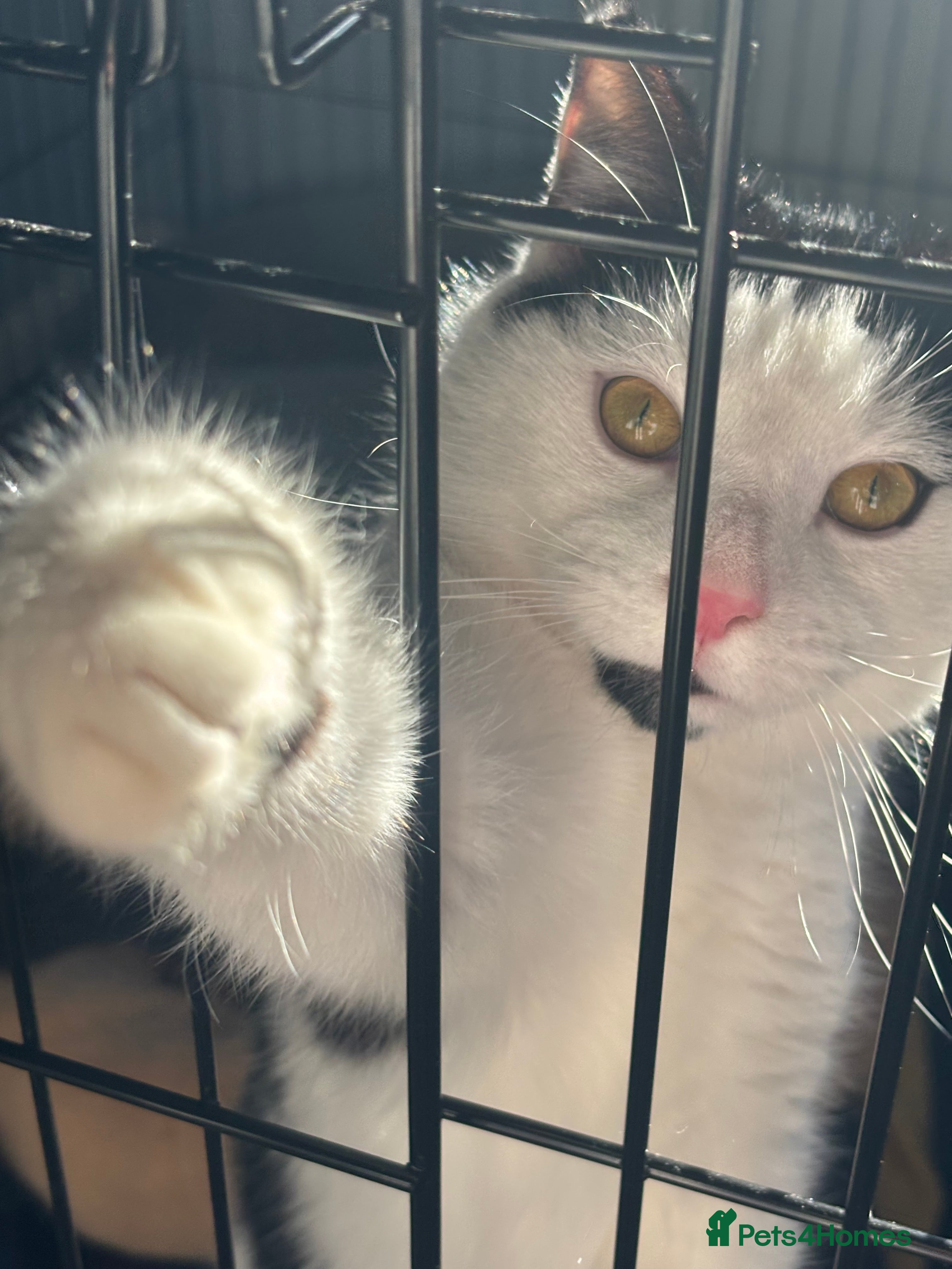 Domestic Shorthair cats Adopt from Cats in Crisis East London  - Advert 2