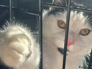 Domestic Shorthair cats Adopt from Cats in Crisis East London - Advert 1