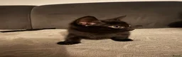 Mixed Breed cats for sale: Little cats in Worksop - Advert 6