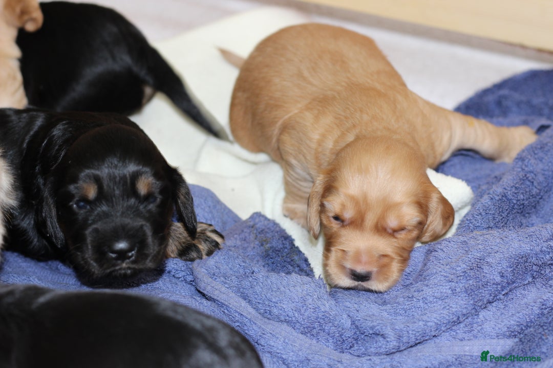 Cockapoo dogs for sale: Beautiful, Rare Cockapoo Puppies – Ready 17th Nov - Image 15
