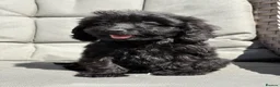 Cockapoo dogs for sale: PRA FN CLEAR F1 cockapoo puppies  - Advert 5