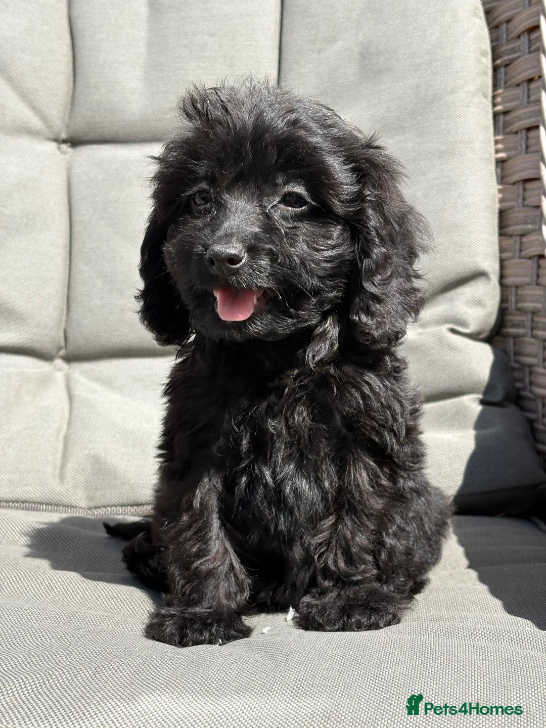 Cockapoo dogs for sale: PRA FN CLEAR F1 cockapoo puppies  - Advert 5