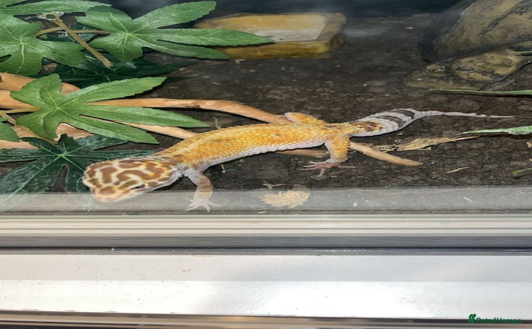 Leopard Gecko reptiles - Advert 1
