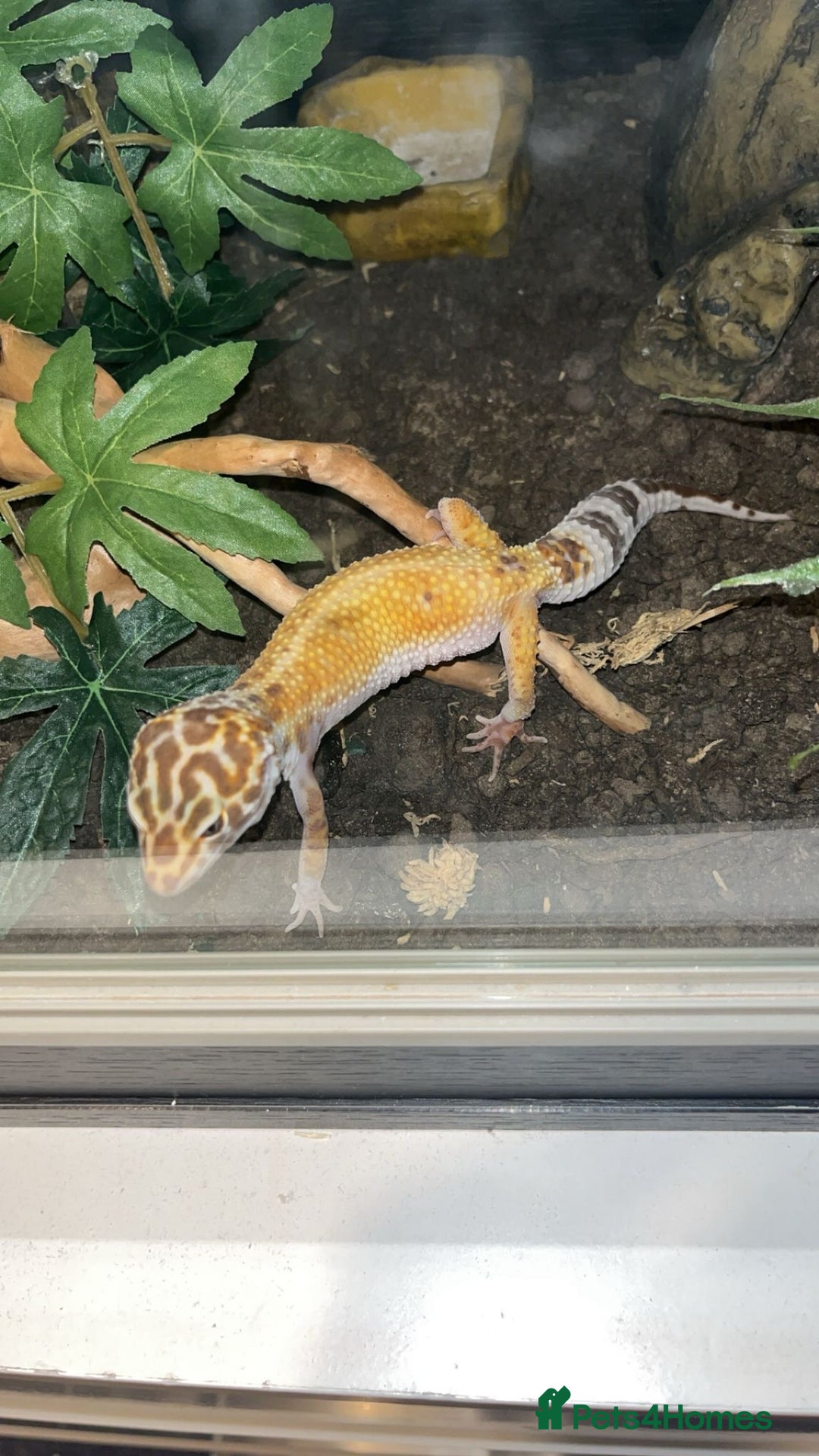 Leopard Gecko reptiles for sale: Female leopard gecko  - Image 1