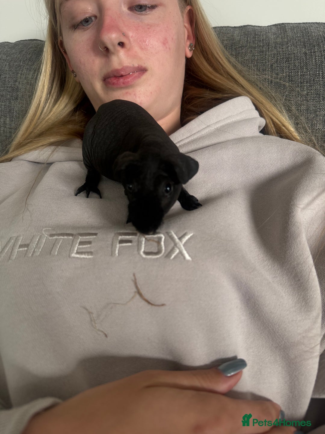 Guinea Pig rodents for sale: Black skinny pig - Image 2