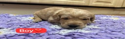 Labradoodle dogs for sale: Gorgeous labradoodle puppies - Advert 6