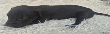 Presa Canario 8