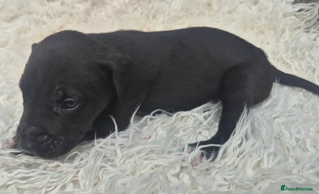 Presa Canario dogs for sale: Presa Canario Puppies ♥️ - Advert 2