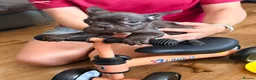French Bulldog dogs for sale: REDUCED..FRENCH BULLDOG PUPPIES FOR SALE in London - Advert 11