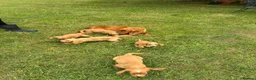 Cocker Spaniel dogs for sale: WORKING COCKER SPANIELS  - Advert 2