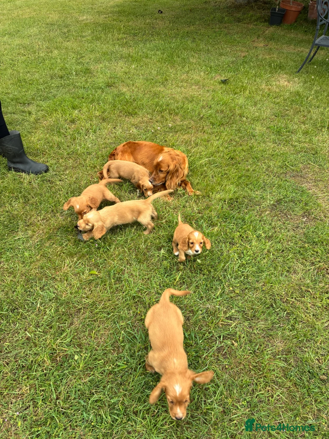 Cocker Spaniel dogs for sale: WORKING COCKER SPANIELS  - Advert 2