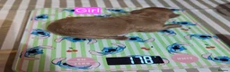 Cavapoochon dogs for sale: Beautiful F1B Toy Cavapoochon Puppies - Advert 3