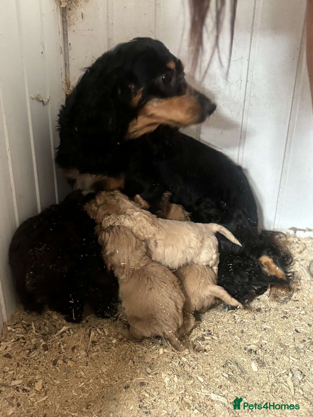 Cockapoo dogs for sale: Cockerpoo pups  - Image 5