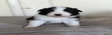 Border Collie Puppy 1