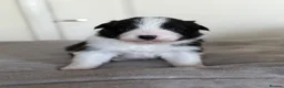 Border Collie dogs for sale: Beautiful border collie puppies - Advert 18