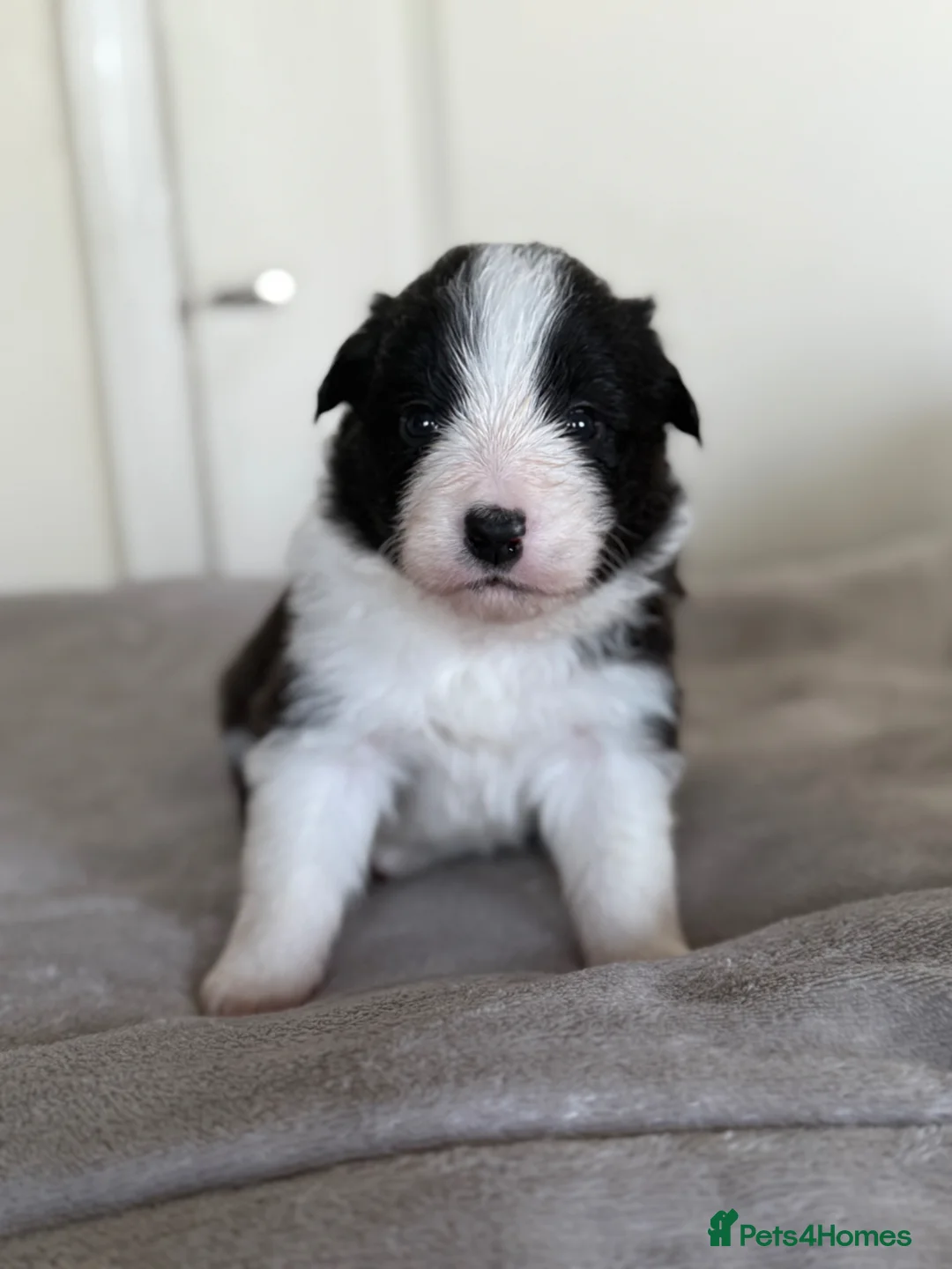 Border Collie dogs for sale: Beautiful border collie puppies - Advert 18