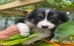 Border Collie dogs for sale: Rosie’s Collie Pups - Image 3