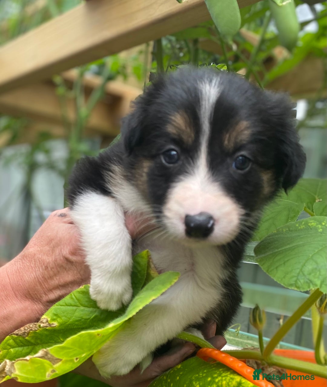 Border Collie dogs for sale: Rosie’s Collie Pups - Image 3