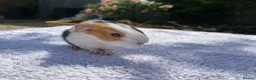 Guinea Pig rodents for sale: Teddy, Abyssinian and longhaired guinea pig pups - Advert 16