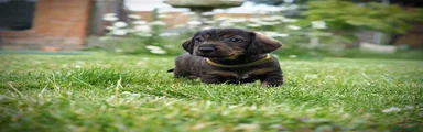 Dachshund 3
