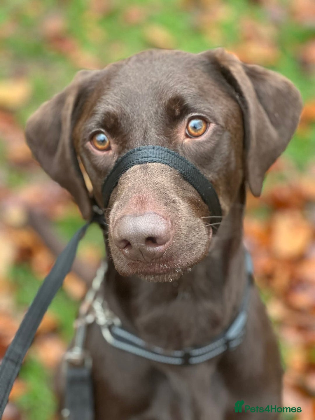 Mixed Breed dogs for adoption: Cooper - Advert 3