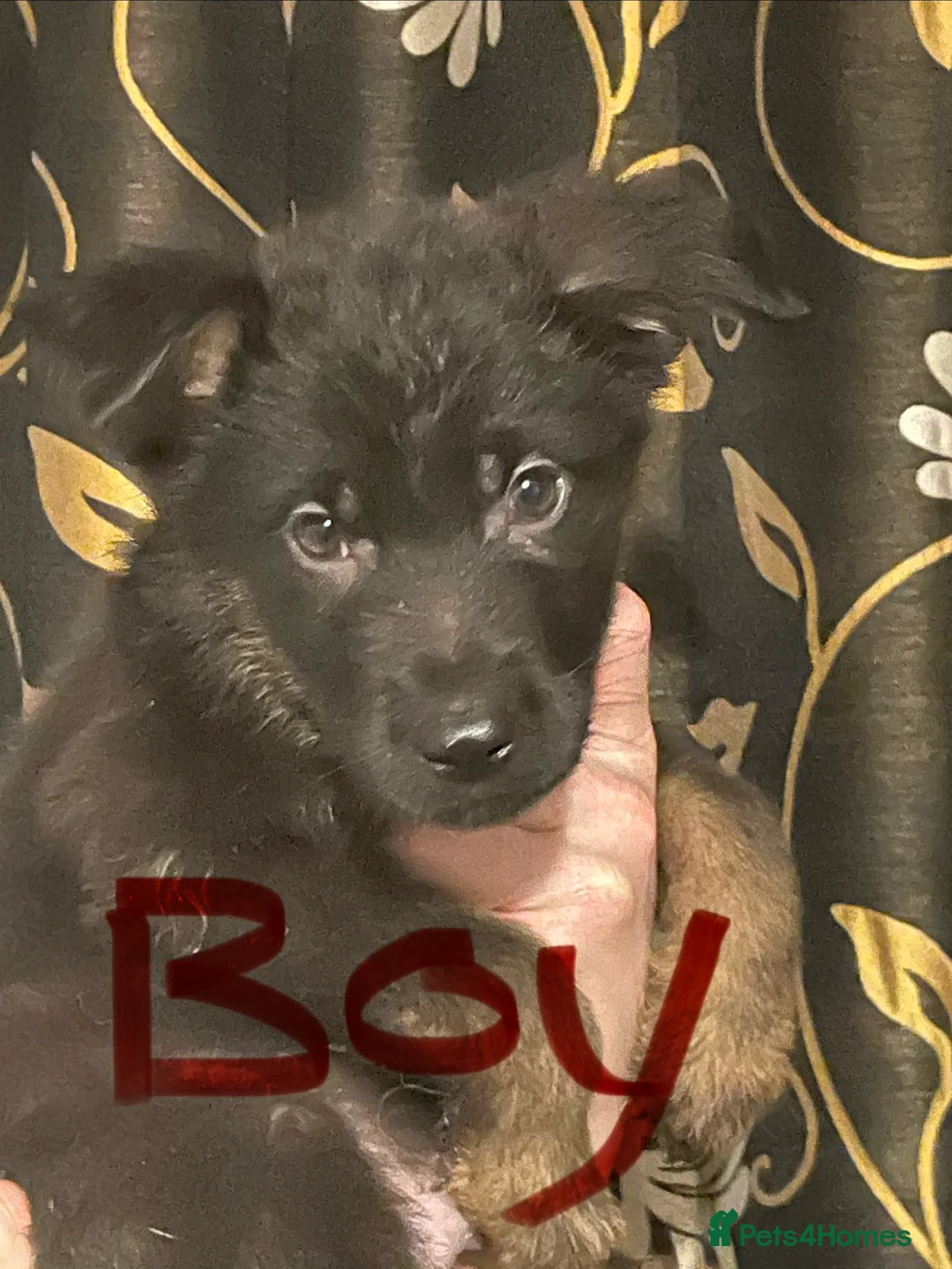 German Shepherd dogs for sale: German shepherd puppies ready now  in Sheffield - Advert 9