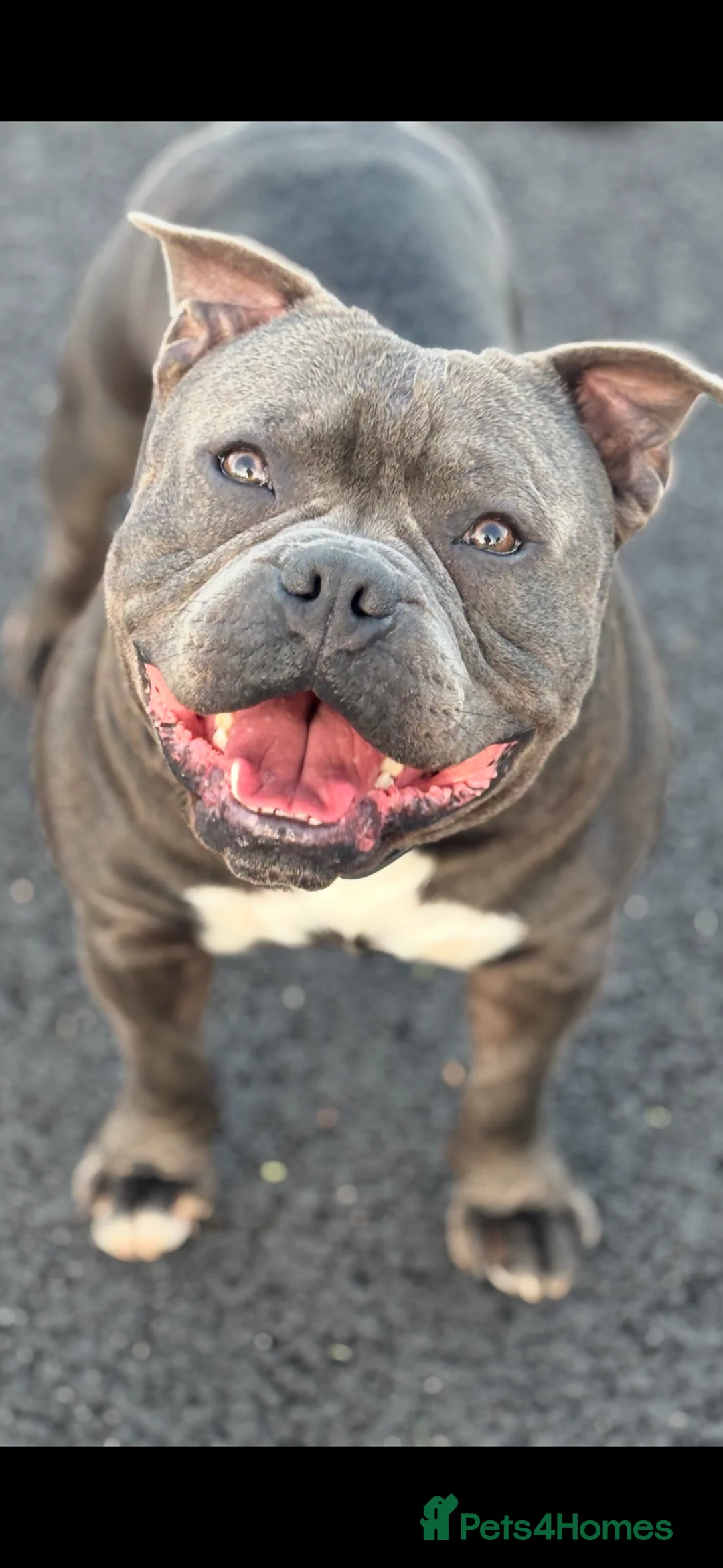 Staffordshire Bull Terrier dogs for stud: Staffordshire Bull Terrier (stud dog) - Advert 1