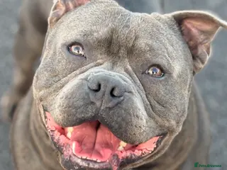 Staffordshire Bull Terrier dogs Staffordshire Bull Terrier (stud dog) - Advert 13