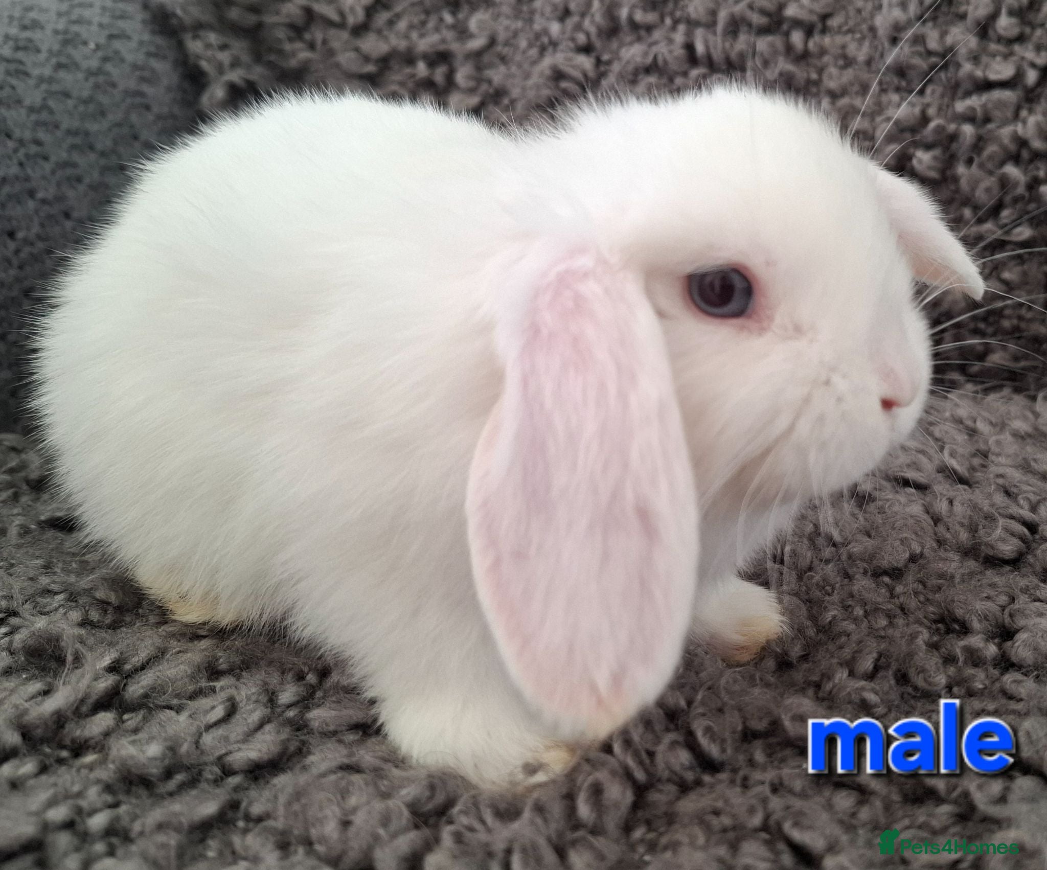 Mini Lop rabbits Baby Mini Lop Rabbits for sale - Advert 18