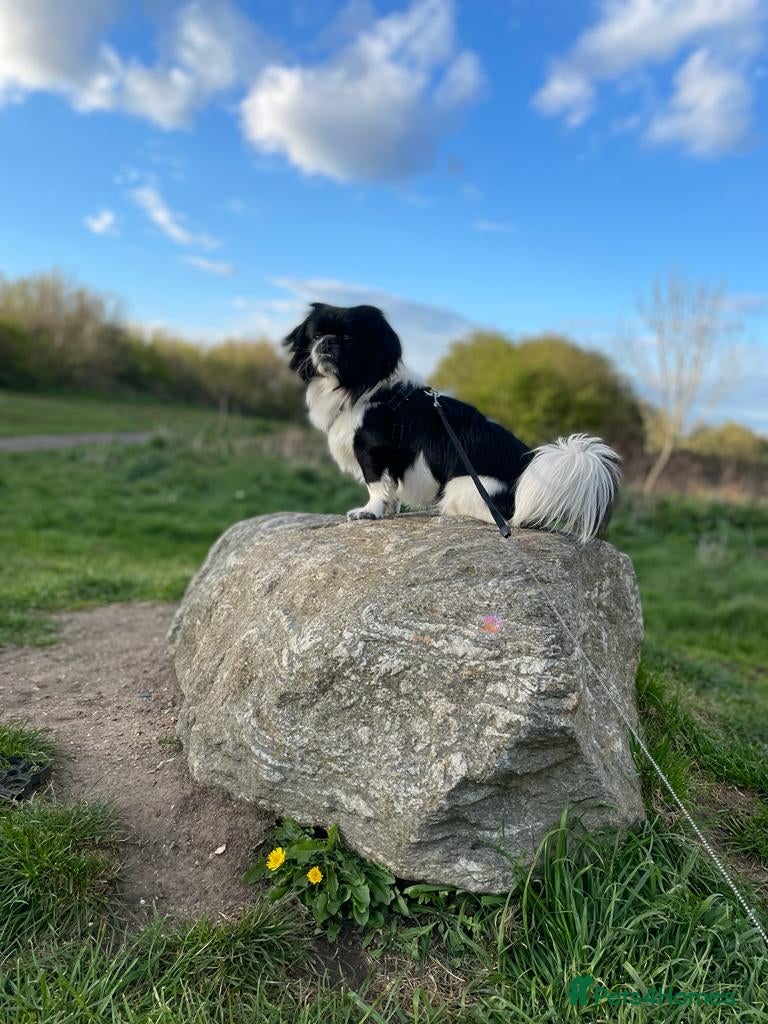 Shih Tzu dogs Handsome hunk Oreo 💙 in Dagenham - Advert 3