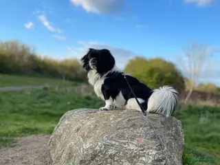 Shih Tzu dogs Handsome hunk Oreo 💙 in Dagenham - Advert 3
