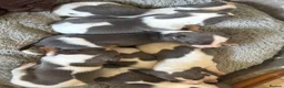 Whippet dogs for sale: ✨ EXCEPTIONAL PEDIGREE WHIPPETS  - Advert 9