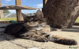 Maine Coon cats for sale: Purr Machines Ready Now - GCCF Reg Maine Coons - Image 11