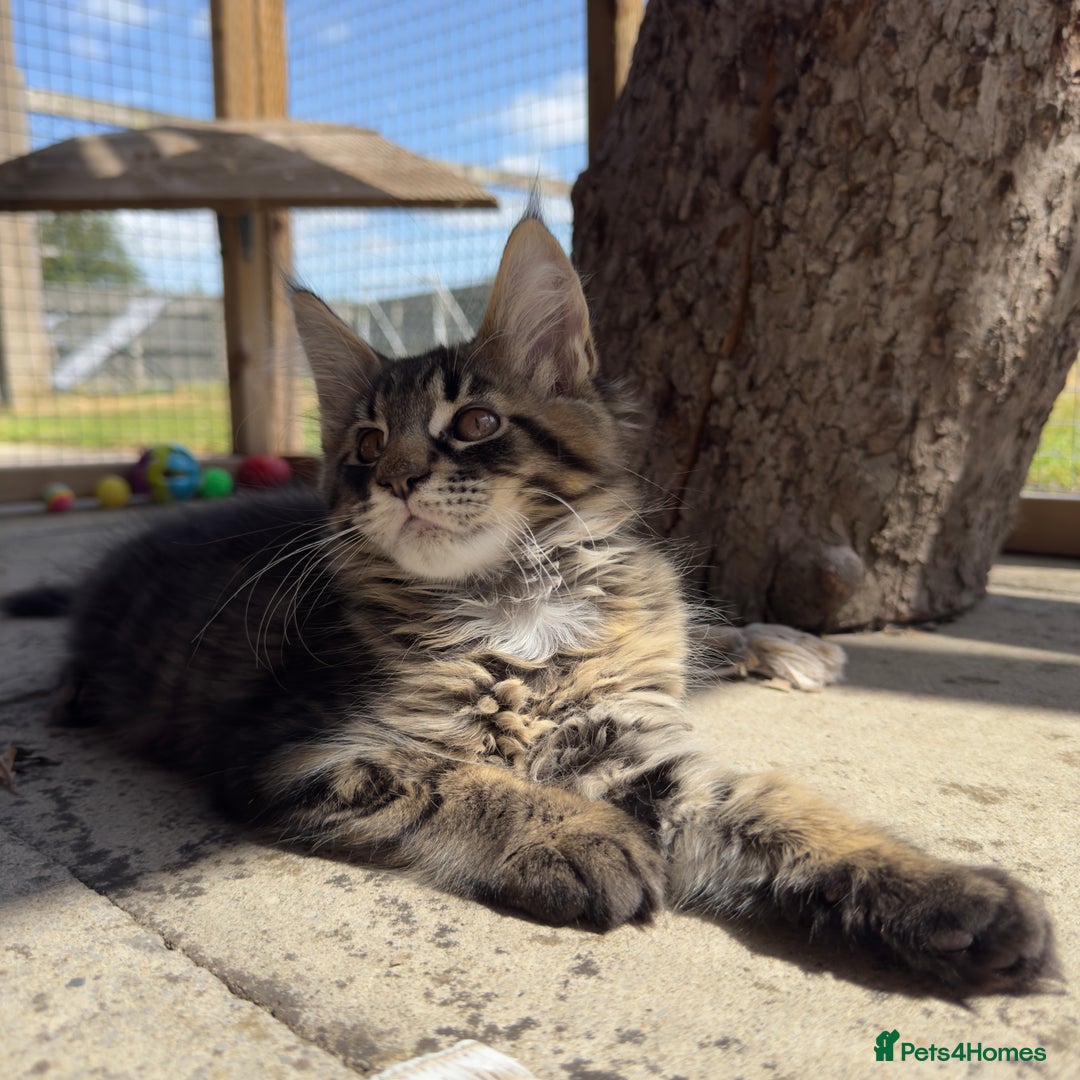 Maine Coon cats for sale: Purr Machines Ready Now - GCCF Reg Maine Coons - Image 11