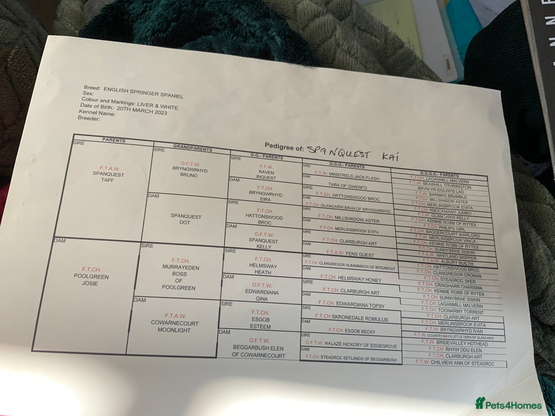 English Springer Spaniel dogs for sale: Springer Spaniel Puppies - Advert 13