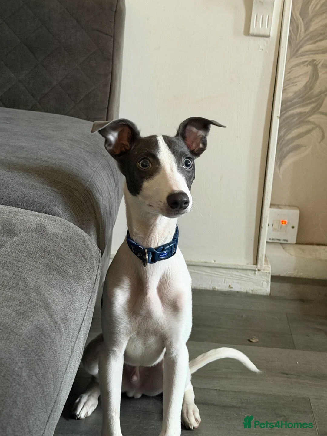 Whippet dogs for sale: Miniature Blue Italian Whippet – 20 Weeks Old £500 - Advert 4