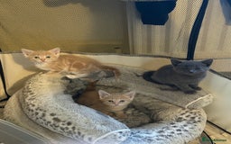 Mixed Breed cats for sale: Beautiful litter of kittens. - Image 1