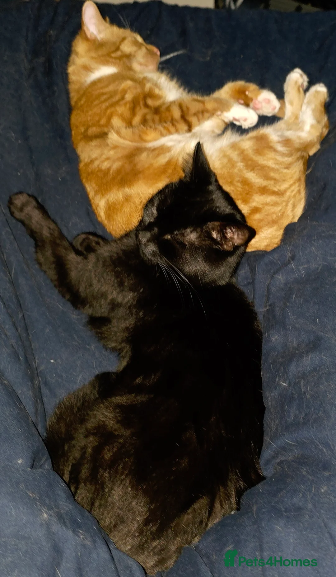 Mixed Breed cats for sale: Rehoming Ash and Gizmo  - Advert 6