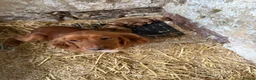 Cocker Spaniel dogs for sale: Kc registered cocker spaniels - Advert 2