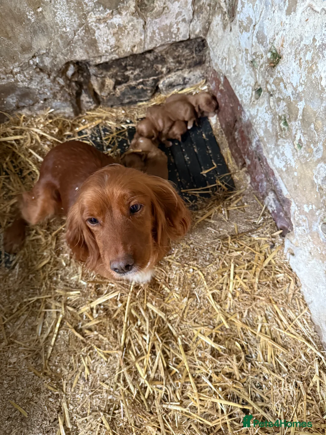 Cocker Spaniel dogs for sale: Kc registered cocker spaniels - Advert 2