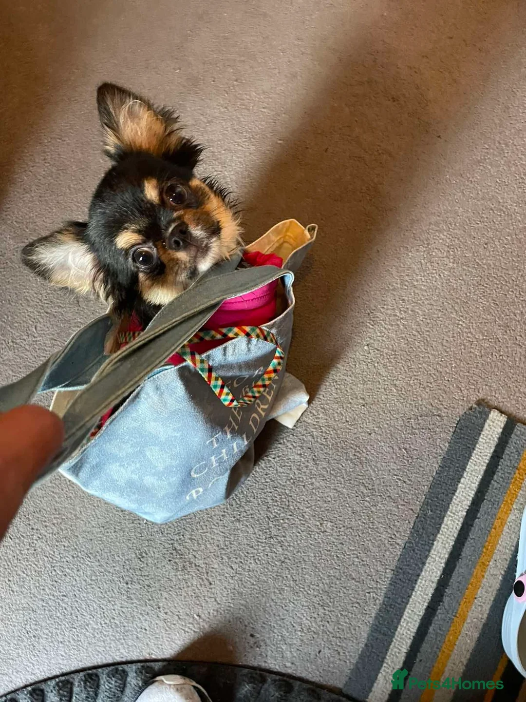 Chihuahua dogs for sale: KC Registered Long Coat Chihuahua Male - Advert 4