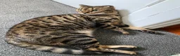 Bengal cats for sale: Full Bengal Brown Rosetted Female - Mia (Mims) - Advert 21
