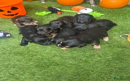 Yorkiepoo dogs for sale: Yorkiepoo Puppys - Image 5