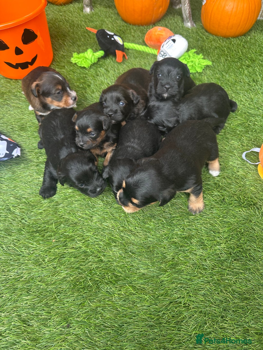 Yorkiepoo dogs for sale: Yorkiepoo Puppys - Image 5