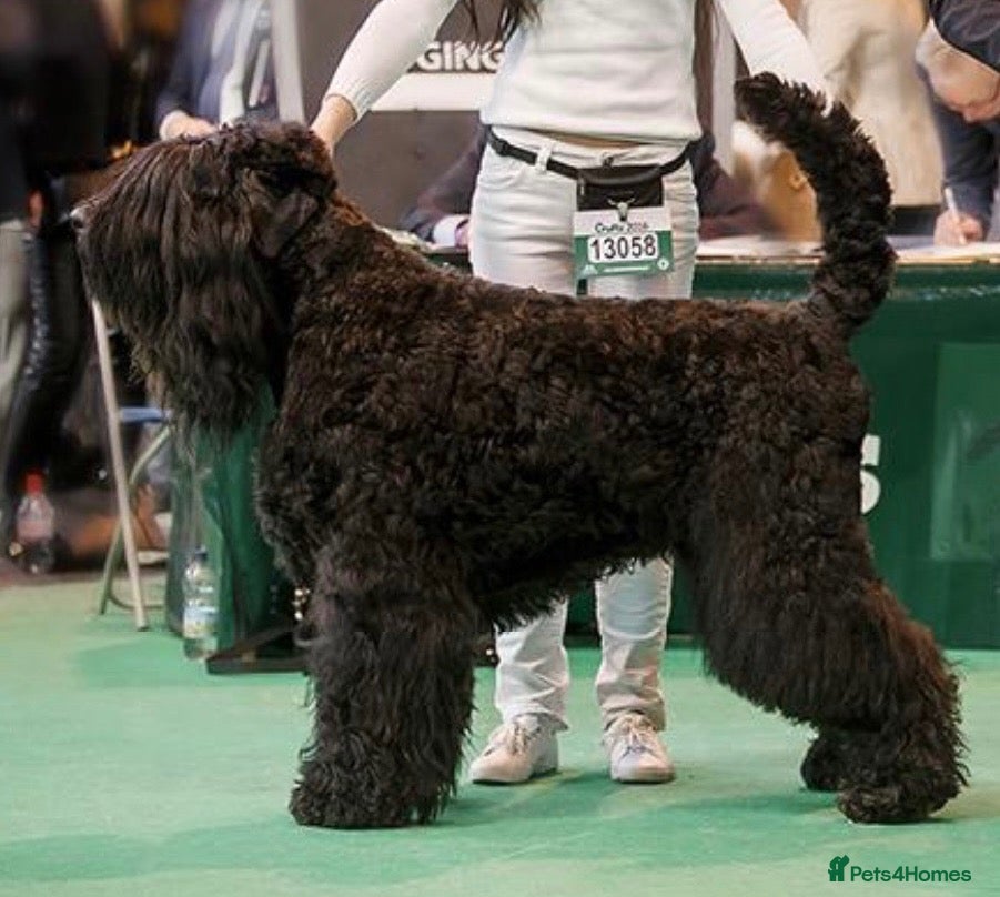 Russian Black Terrier dogs Black Russian Terrier  - Advert 8