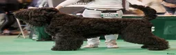 Russian Black Terrier dogs for sale: Black Russian Terrier  - Advert 1