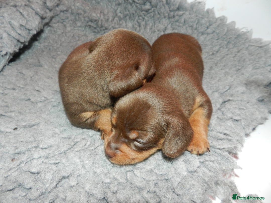 Miniature Dachshund dogs for sale: True Miniature KC Dachshunds   - Advert 1