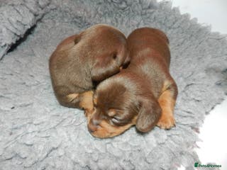 Miniature Dachshund dogs True Miniature KC Dachshunds - Advert 1